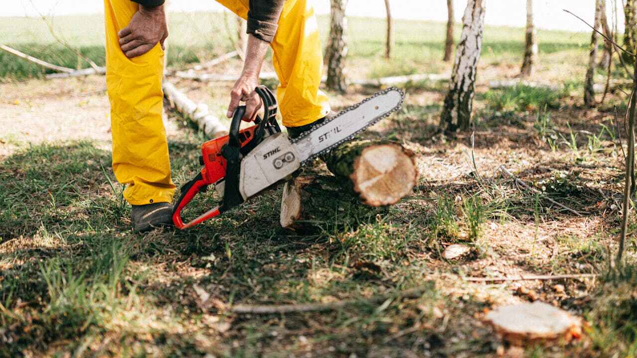 Best Arborist Services Near Me  in Brownsboro, TX